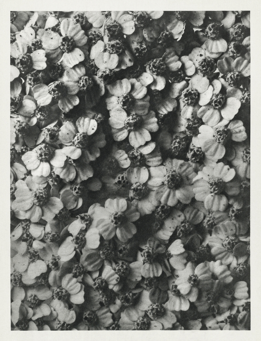 Achillea Millefolium (Common Yarrow) enlarged 8 times from Urformen der Kunst (1928) by Karl Blossfeldt. Original from The Rijksmuseum. Digitally enhanced by rawpixel.