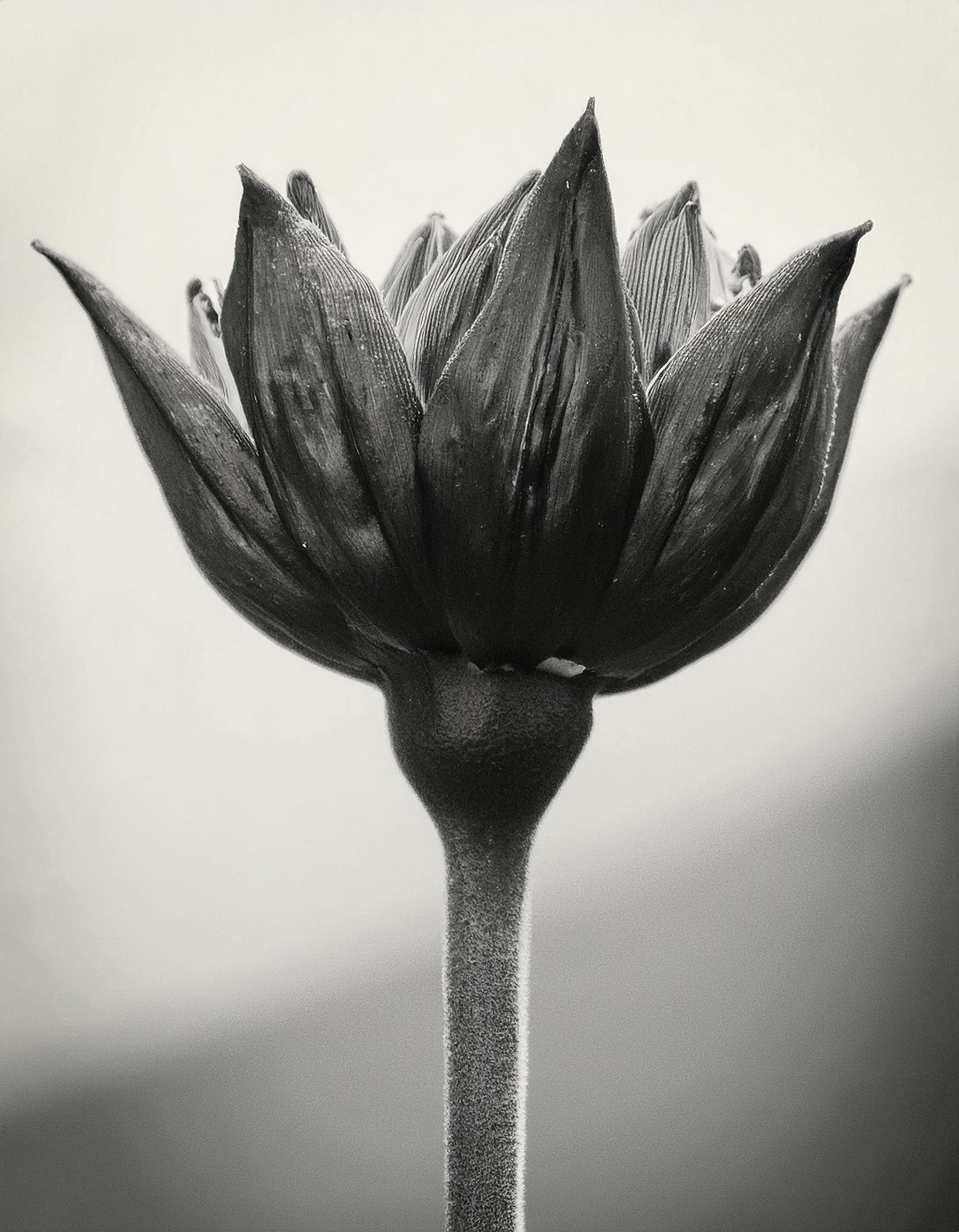 Firefly Black and white photo of a flower 7796