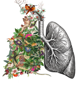 Lungs New