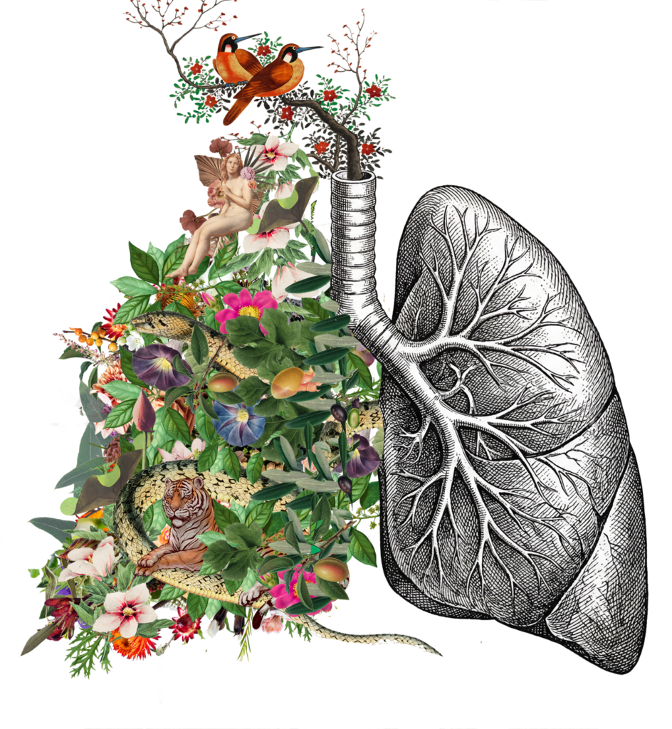 Lungs New